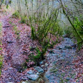 Sant Miquel i les Canals