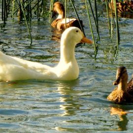 Banyoles (Pla de l’Estany)