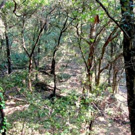 Sant Vicenç de Montalt